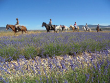 France-Provence-Provence Lavender Road